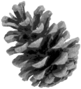 Tannenzapfen